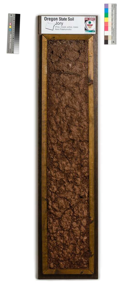 Figure 13.4. A slab of Jory soil, Oregon's state soil, prepared for a Smithsonian exhibit