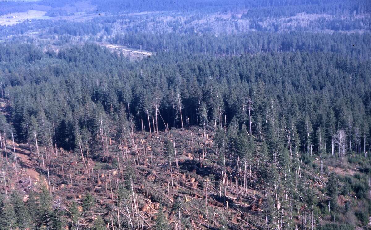 Figure 14.2. Timber blown down by the Columbus Day Storm of October 12, 1962, near Seaside, Oregon