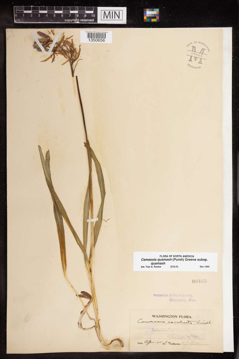Figure 15.1. Camas collected at Monmouth, Oregon, on April 22, 1894