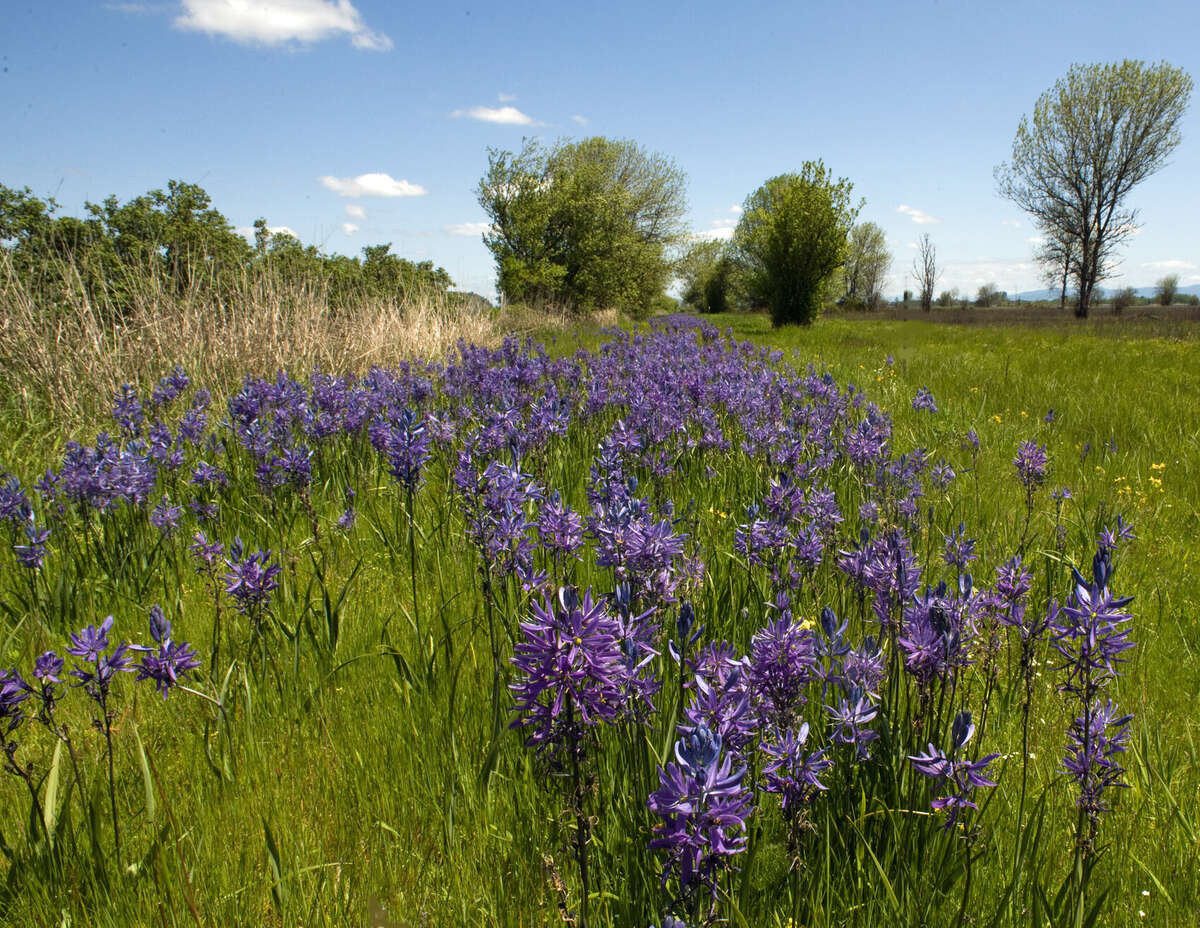 Figure 15.2. Camas in bloom at William L. Finley National Wildlife Refuge, in the Willamette Valley