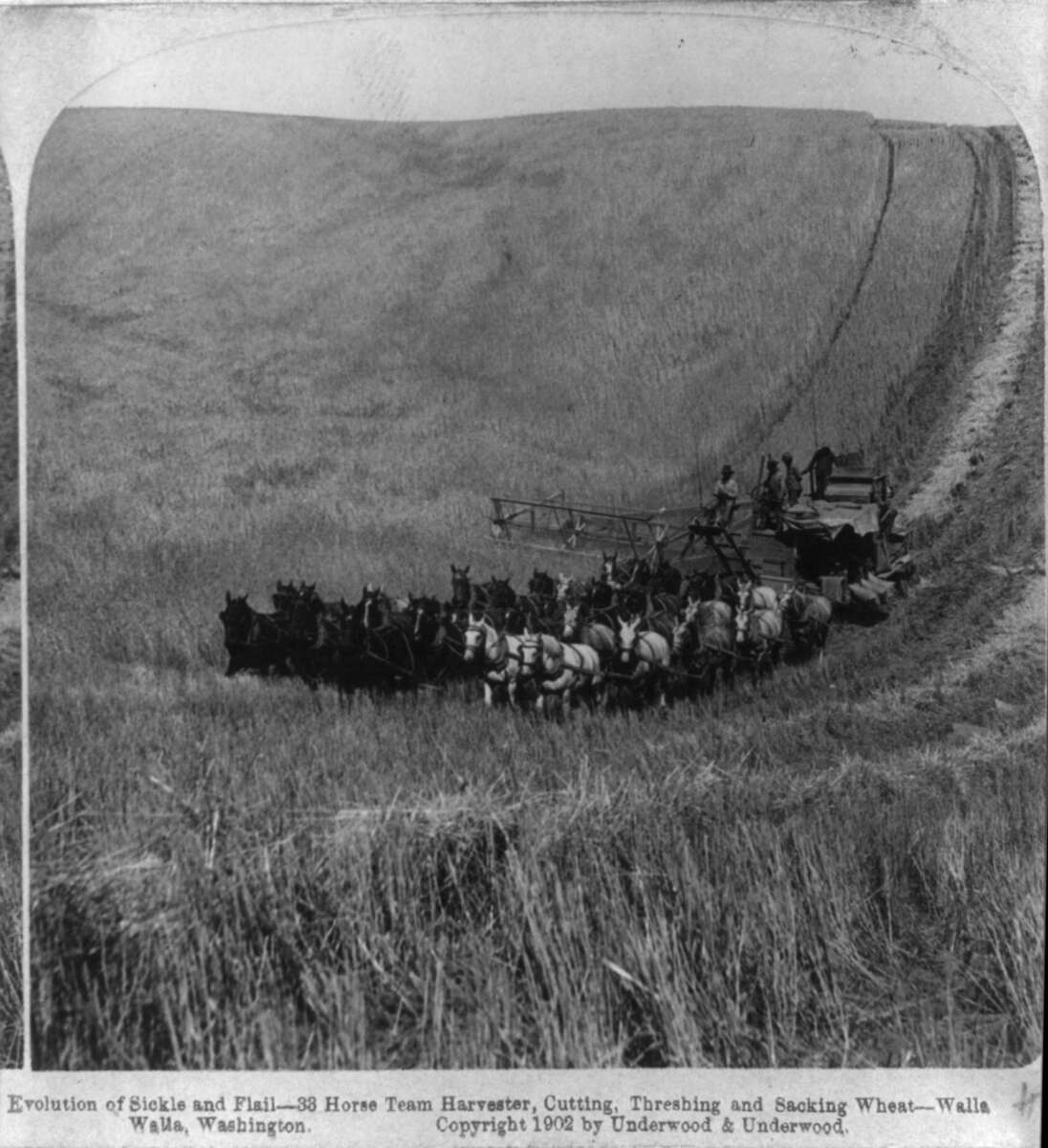 Figure 15.5. A combine drawn by 33 horses, cutting, threshing and sacking wheat near Walla Walla, Washington, 1902