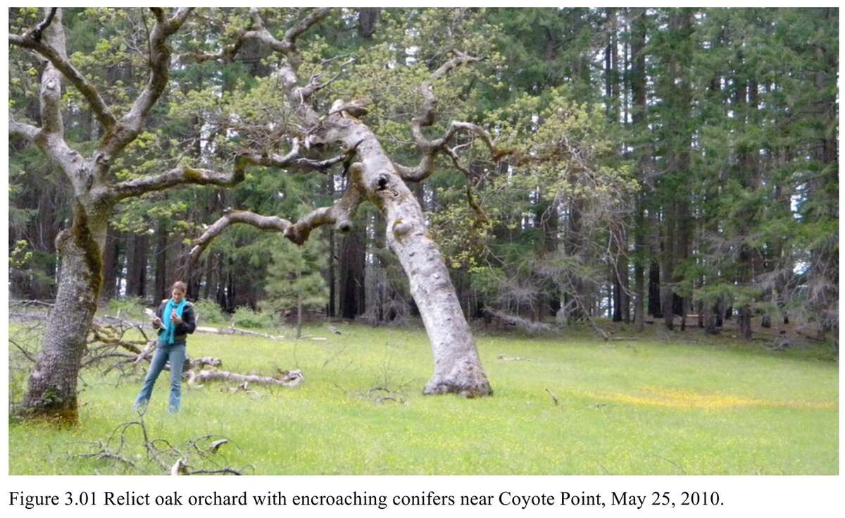 Figure 17.1. Old, wide-crowned oaks in a meadow near Coyote Point, in the South Umpqua headwaters, May 25, 2010