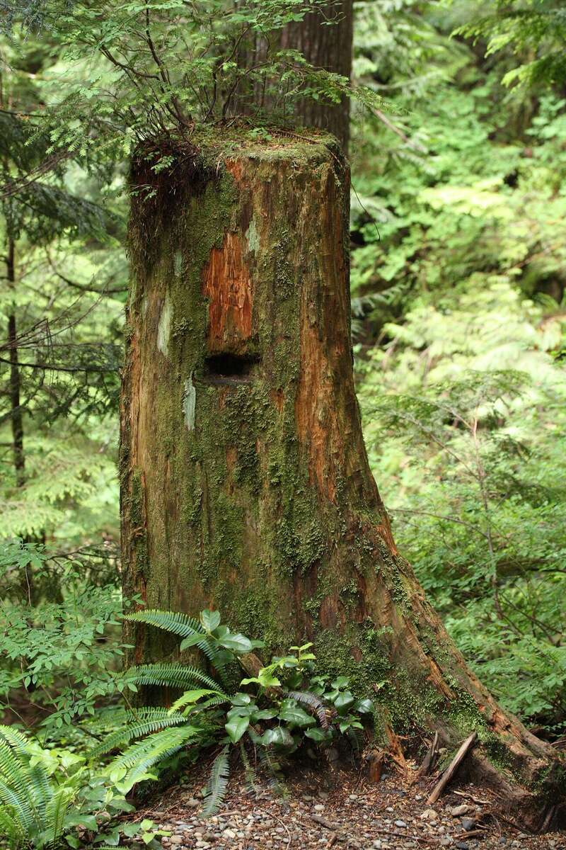 Figure 17.2. A springboard notch in an old stump, Lake Twenty-Two Trail, Washington