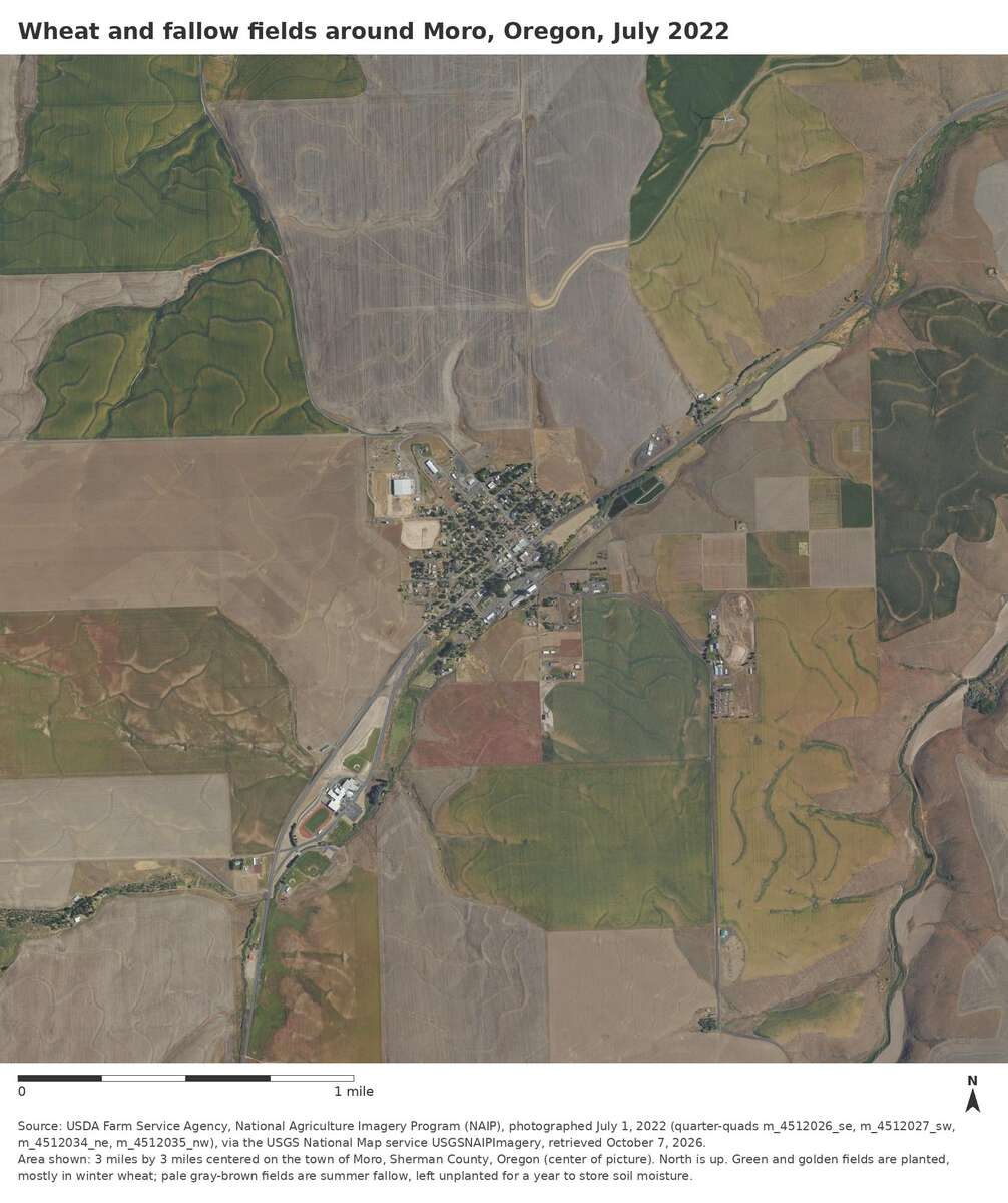 Figure 23.2. Wheat and fallow around Moro, July 1, 2022
